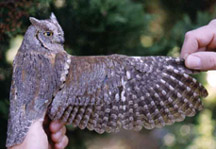 Adult Scops Owl Otus scops. Picture by S. Fasano