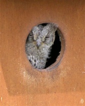 Scops Owl Otus scops fledgling. Picture by J. Crisalli