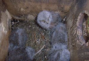 Una nidiata con cinque piccoli assioli nella cassetta-nido n. 5 (giugno 2006). Foto D. Centili