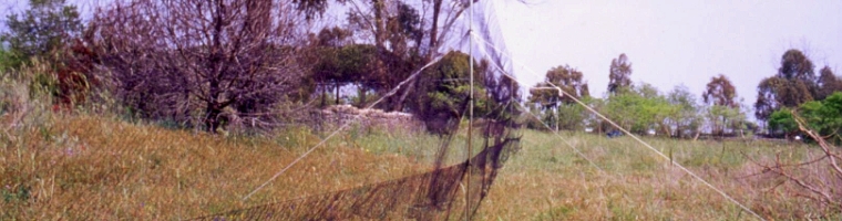 Rete mist-net della stazione di inanellamento per rapaci notturni presso il casale di Giannella, Albinia - agosto 2003