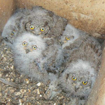 Five Scops Owl chicks in nest box no.10