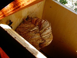 Hornet Vespa crabro hive in a nestbox. Monti della Tolfa, Latium - 2001). Picture by D. Centili