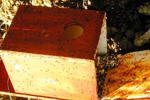 Nest box heavily infested with Acrobat Ants Crematogaster scutellaris