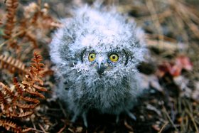Scops Owl chick. Picture by D. Centili